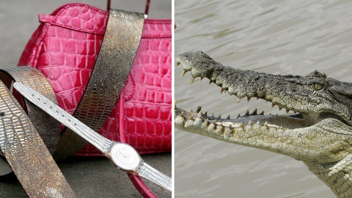 Väskor och bälten gjorda av krokodilskinn – lagliga att sälja men endast med rätt certifikat som kan vara svårt att erhålla. 
